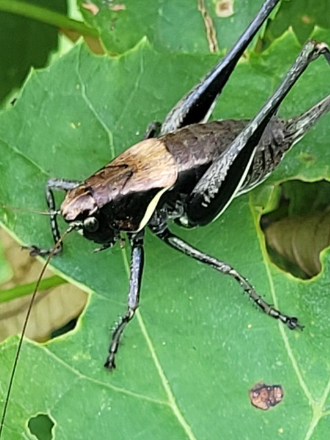 Pholidoptera aptera - nagy avarszöcske
