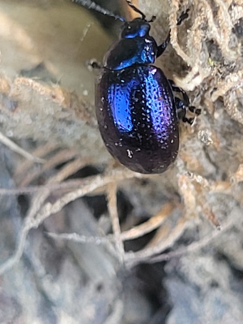 Chrysolina cuprina - pontozott orbáncfűlevelész