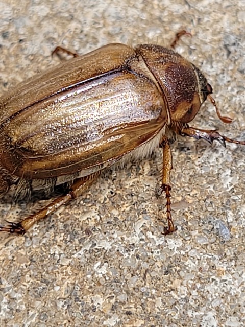 Amphimallon solstitiale - bordás sárgacserebogár