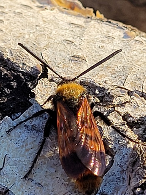 Megascolia maculata - óriás-tőrösdarázs