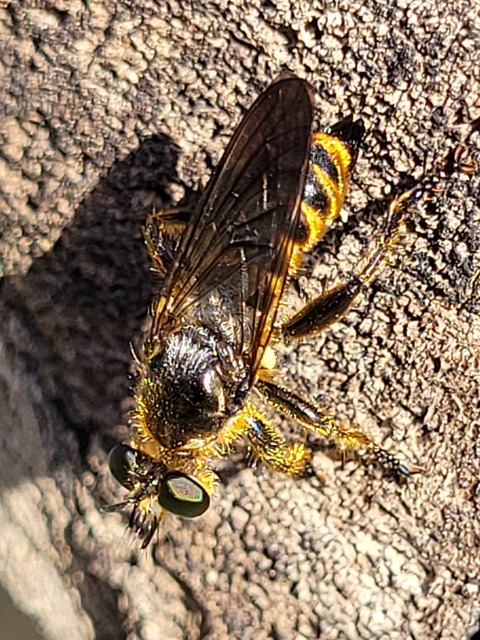 Choerades fimbriata/fulva