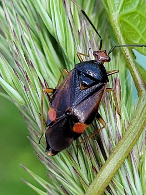 Deraeocoris ruber - vöröses mezeipoloska