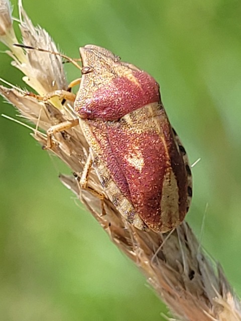Eurygaster