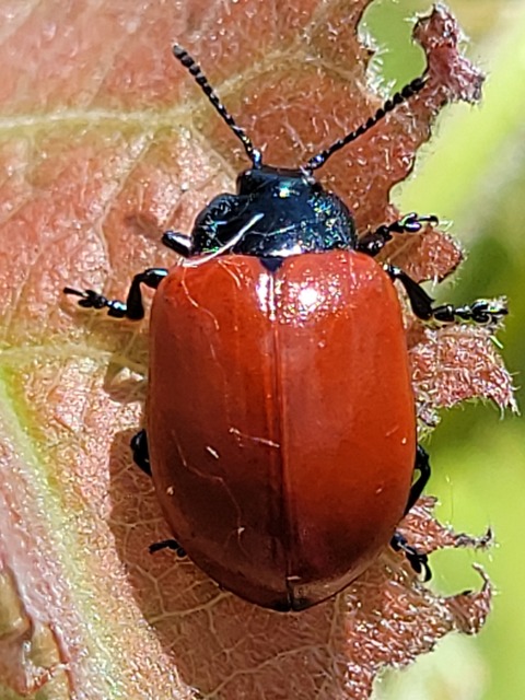Chrysomela populi - nagy nyárlevelész