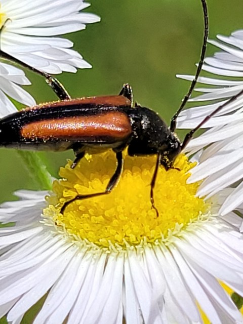 Stenurella melanura - feketevégű karcsúcincér