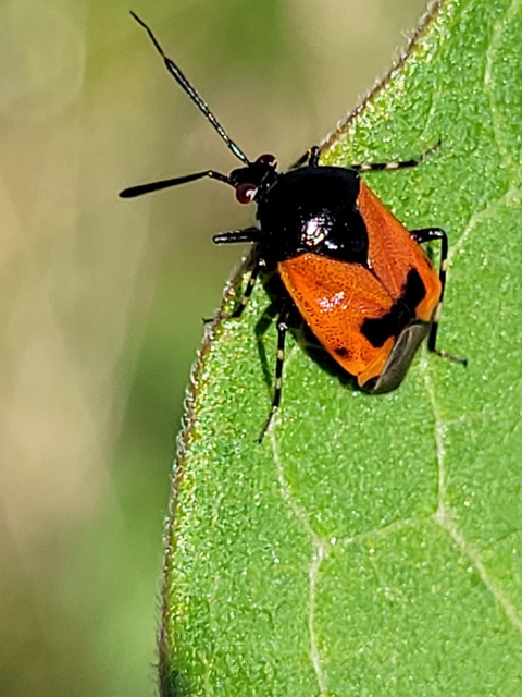 Deraeocoris rutilus - cinóber mezeipoloska