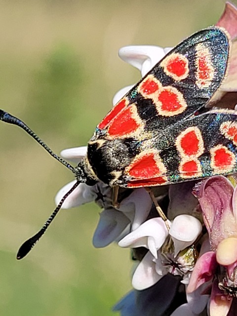 Zygaena carniolica - fehérgyűrűs csüngőlepke