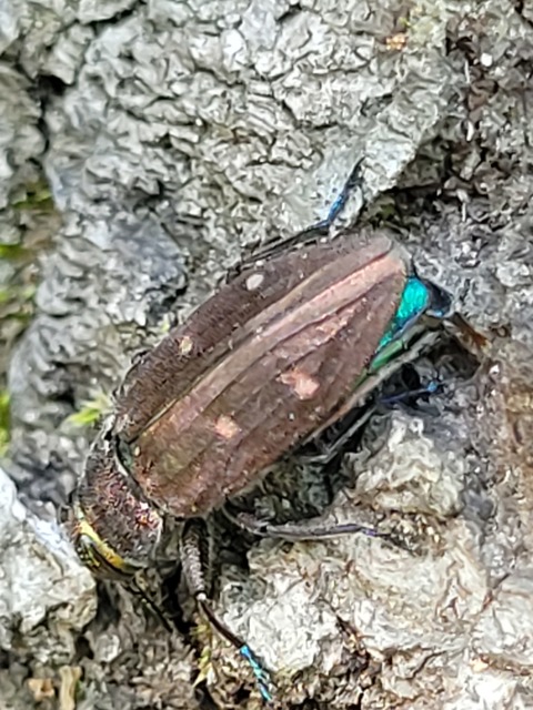Chrysobothris affinis - aranypettyes díszbogár