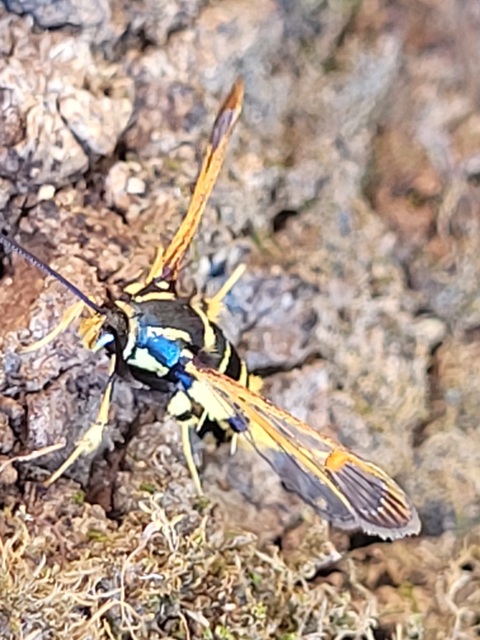 Sesiidae - szitkárfélék