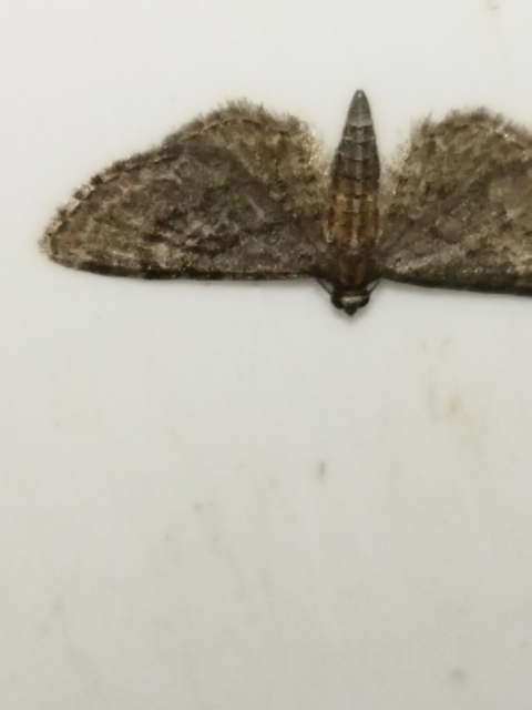 Eupithecia haworthiata - rozsdástestű törpearaszoló