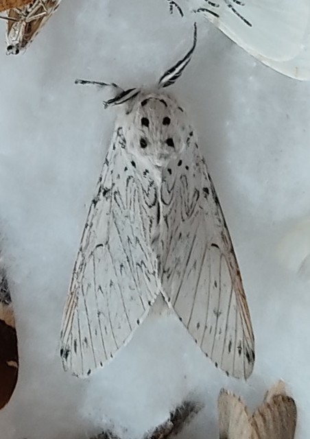 Cerura erminea - hermelin-púposszövő