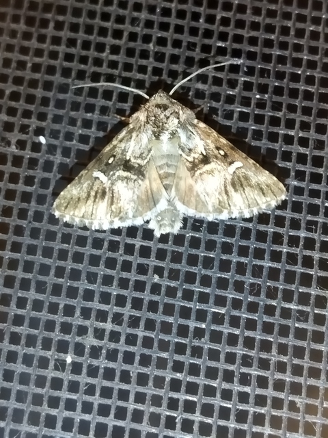 Calophasia lunula - gyújtoványfű-apróbagoly