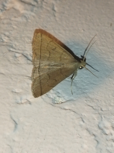 Treitschkendia tarsipennalis - tollaslábú karcsúbagoly