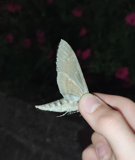 Agrius convolvuli - szulákszender