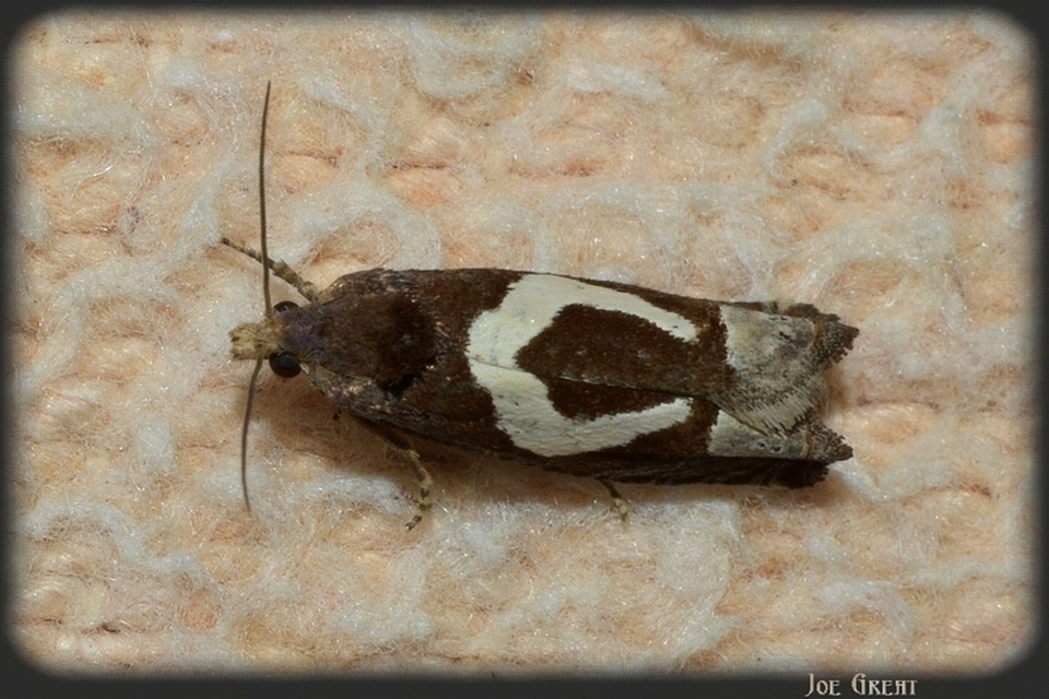 Epiblema foenella - kampósfoltú tükrösmoly