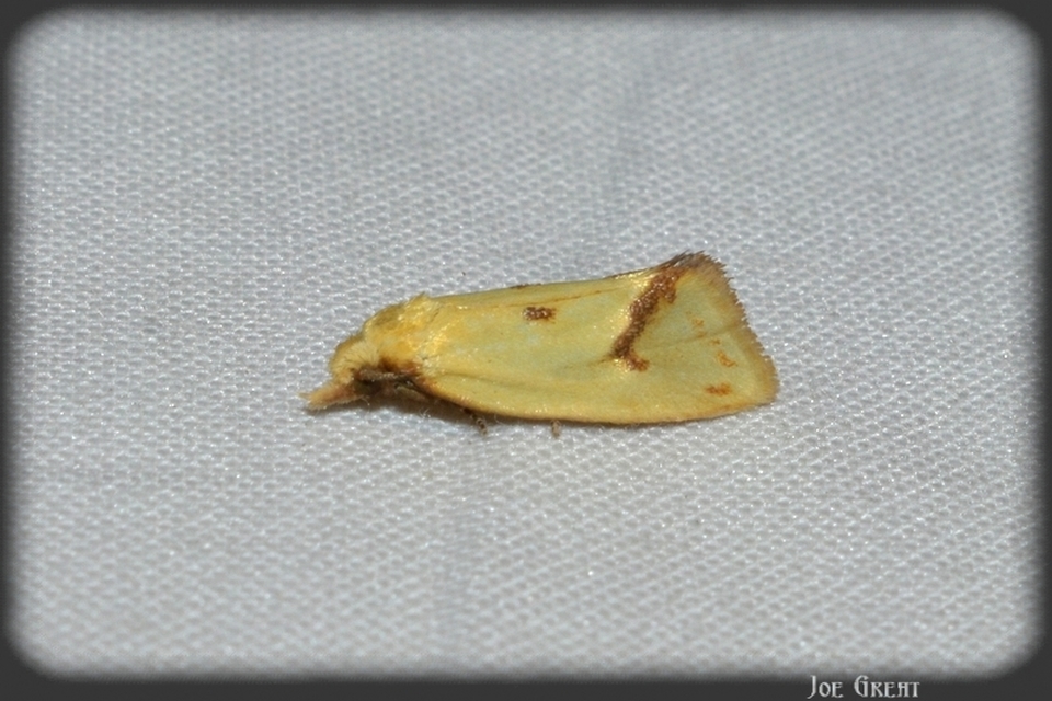Agapeta hamana - közönséges sárgamoly
