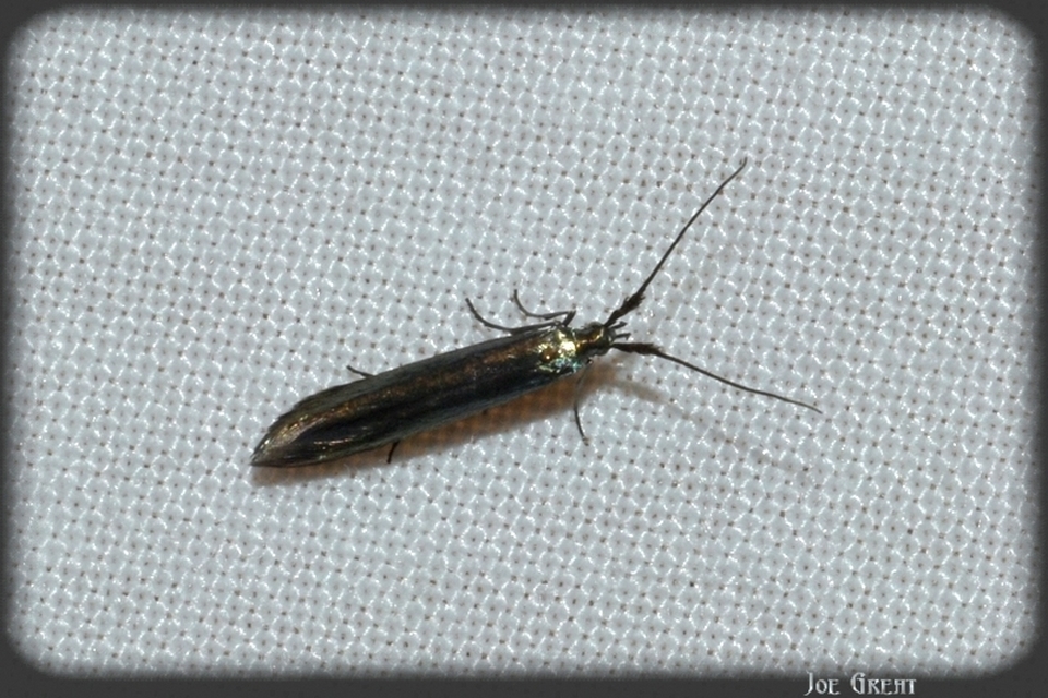Coleophora