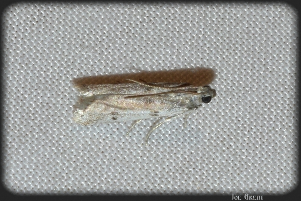 Phycitinae