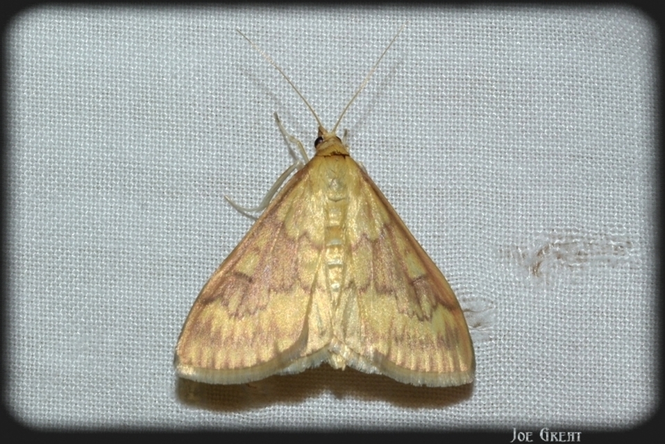 Ostrinia nubilalis - kukoricamoly