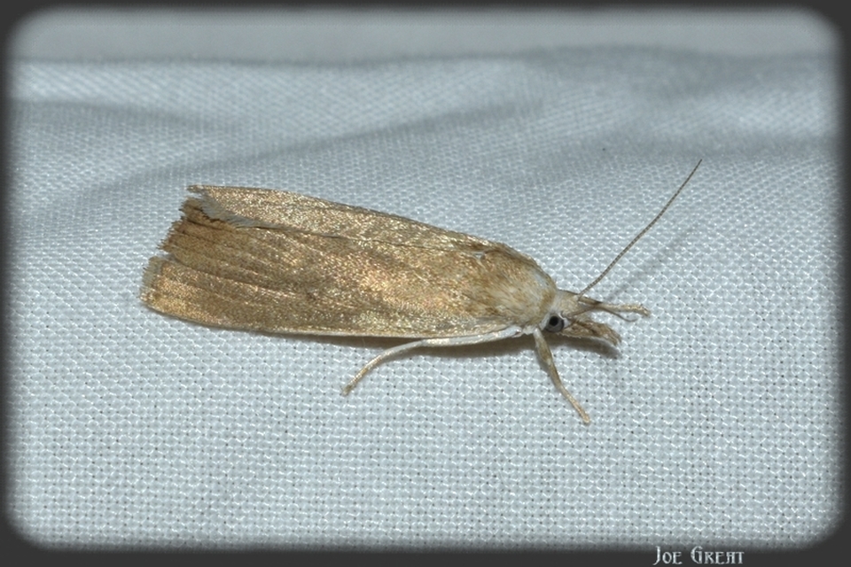 Calamotropha paludella - barna nádlevélmoly
