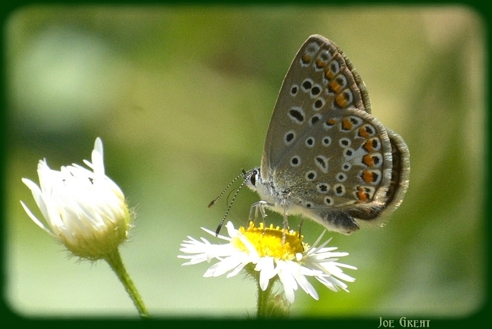 Polyommatus icarus - közönséges boglárka