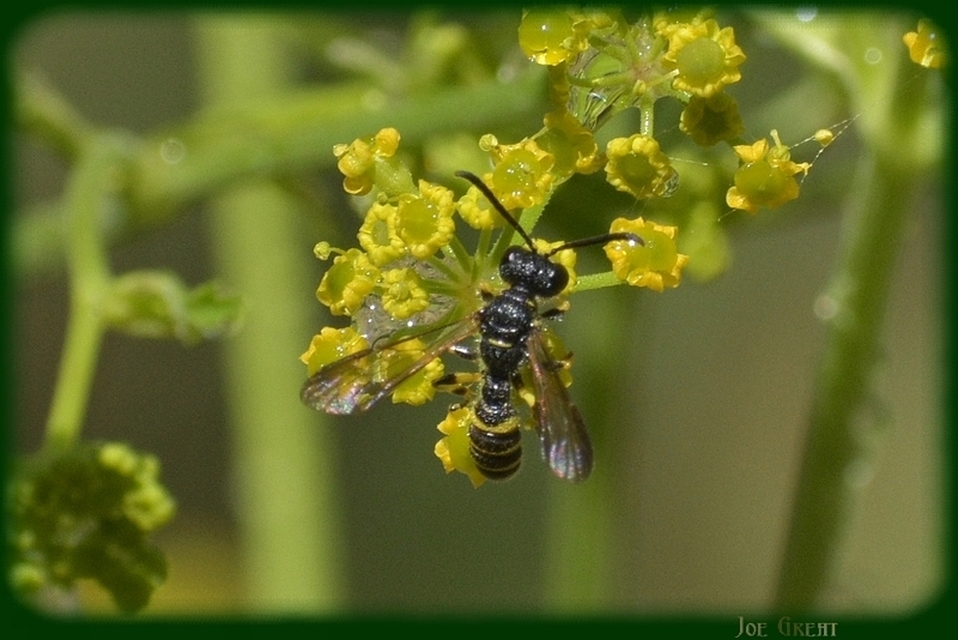 Hymenoptera - Hártyásszárnyúak