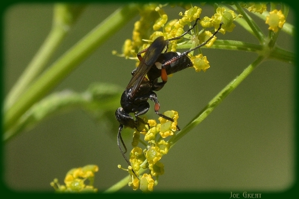 Hymenoptera - Hártyásszárnyúak