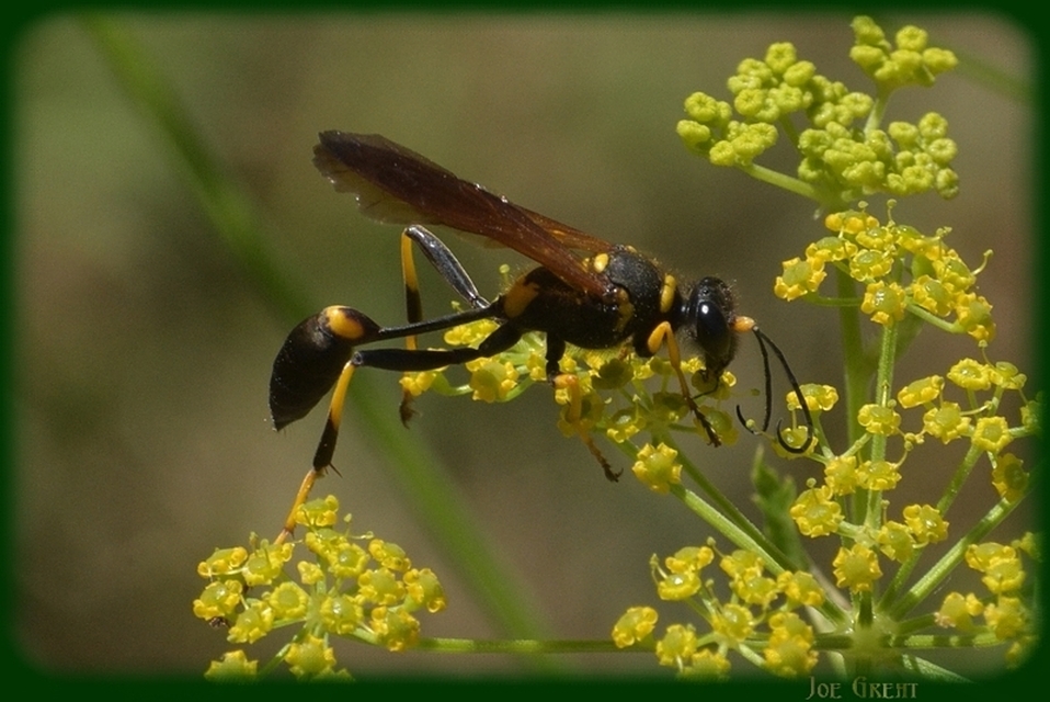 Sceliphron caementarium - feketenyelű lopódarázs