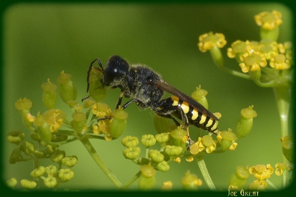 Hymenoptera - Hártyásszárnyúak