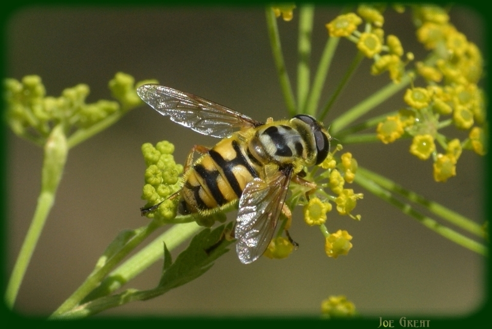 Myathropa florea - halálfejes odúlégy