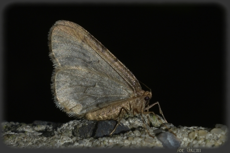 Operophtera brumata - kis téliaraszoló