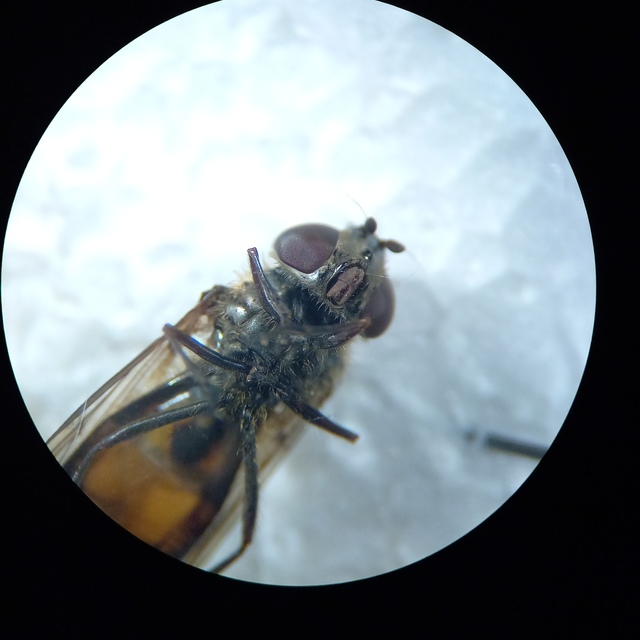 Xanthandrus comtus - szélespotrohú hernyólégy