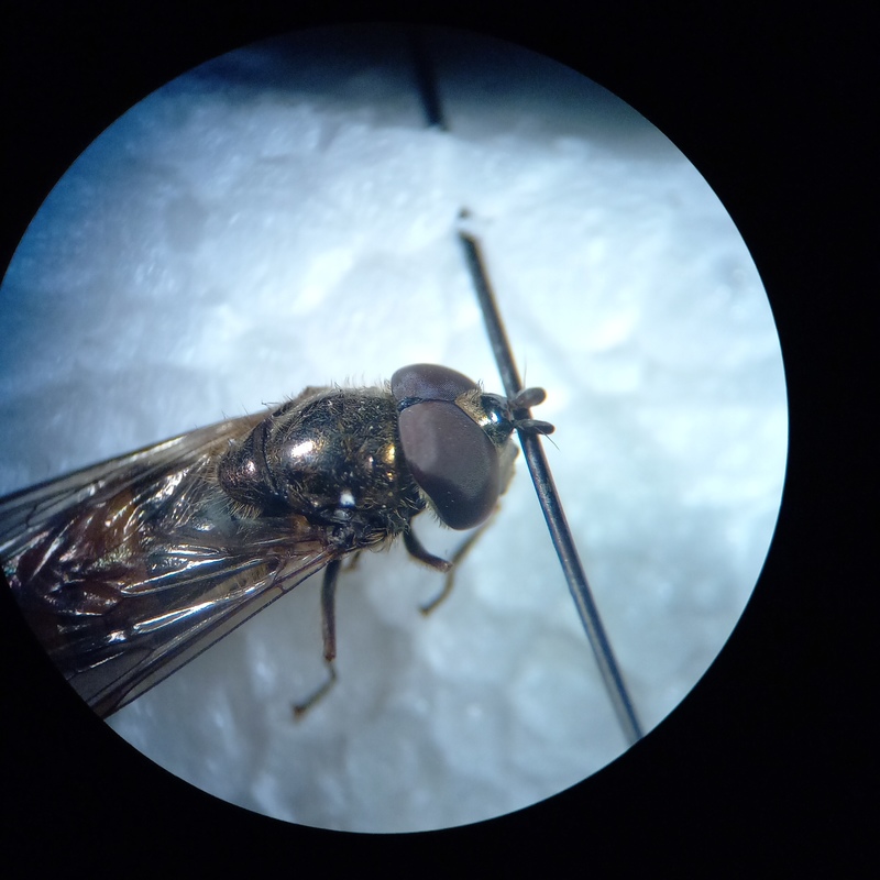Xanthandrus comtus - szélespotrohú hernyólégy