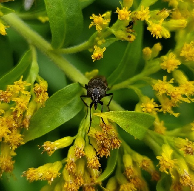 Stomorhina lunata - sáskaparazita légy