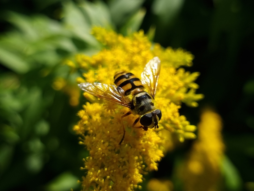Myathropa florea - halálfejes odúlégy