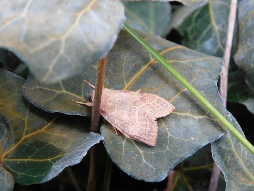 Cirrhia ocellaris - fakó sárgabagoly