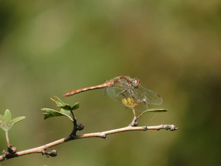 Sympetrum striolatum - harántsávos katona-szitakötő
