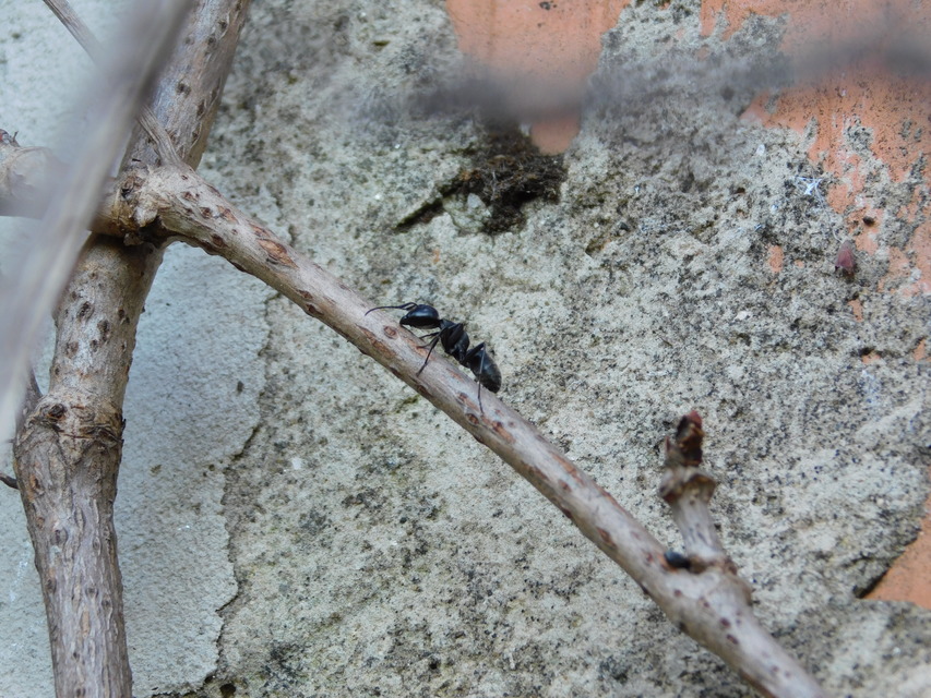 Camponotus vagus - fekete lóhangya