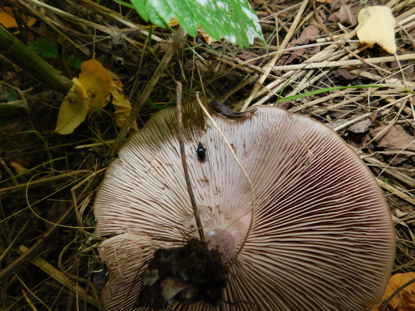 Scaphium immaculatum - görbelábú sajkabogár