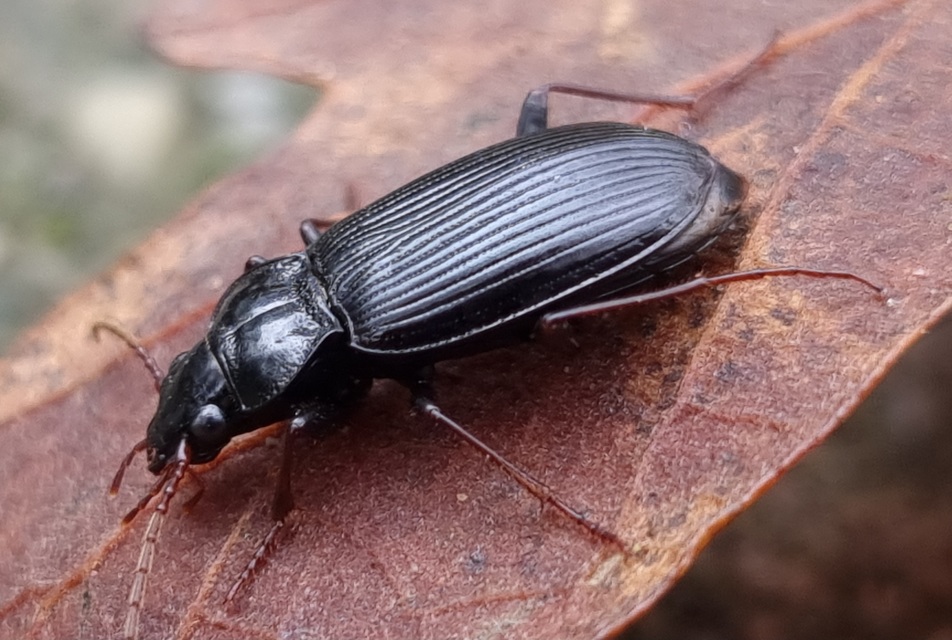 Nebria brevicollis - rövidnyakú partfutó