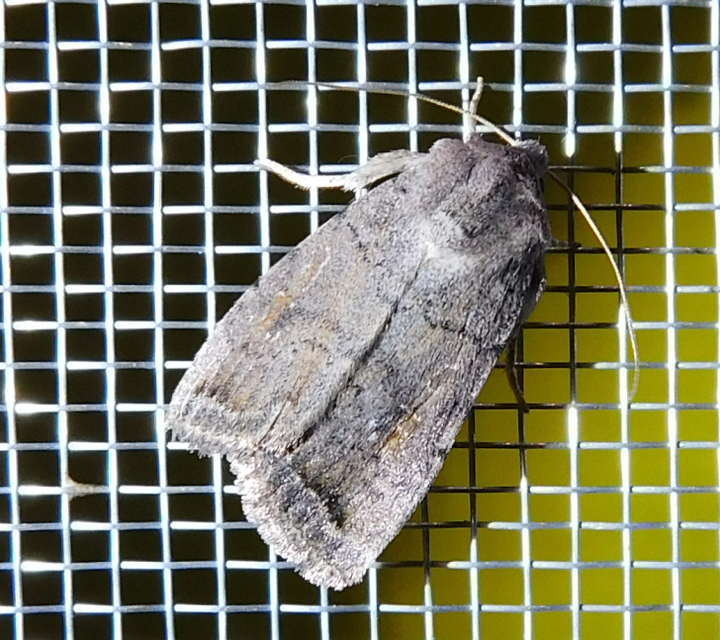 Platyperigea terrea - mécsvirág-selymesbagoly