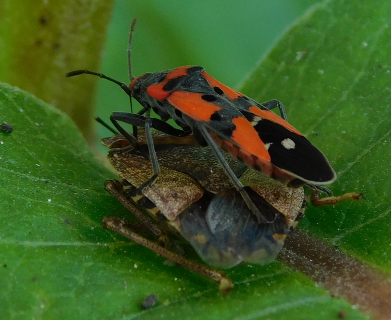 Lygaeus equestris/simulans