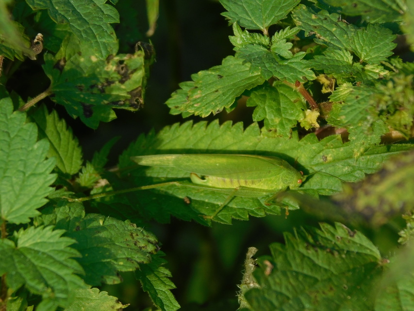 Phaneroptera nana - pontozott repülőszöcske