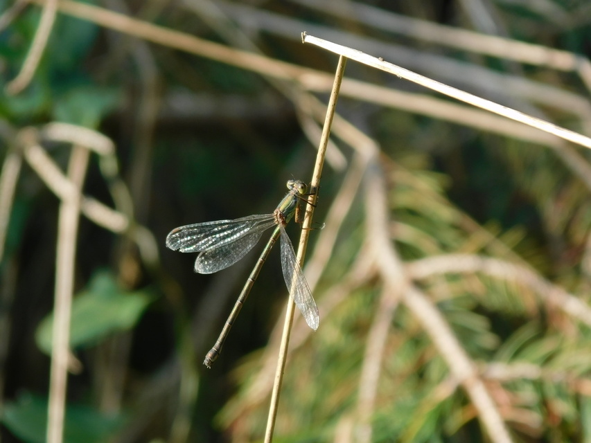 Chalcolestes viridis/parvidens