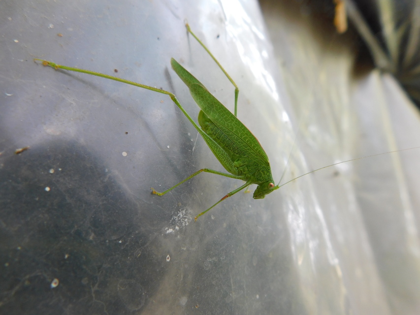 Phaneroptera nana - pontozott repülőszöcske