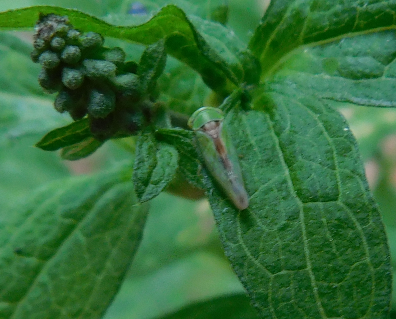 Viridicerus ustulatus