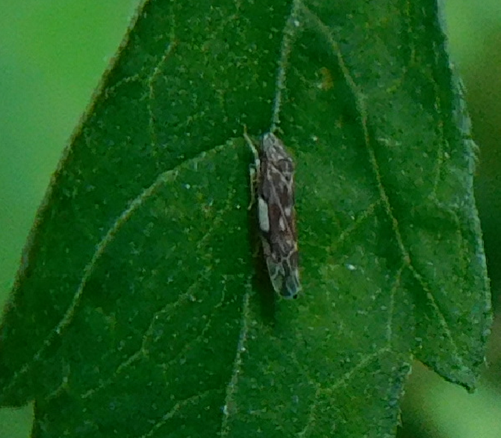 Erasmoneura vulnerata