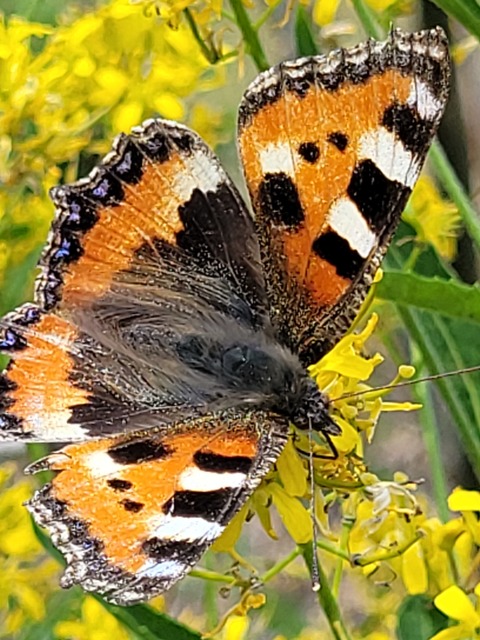 Nymphalis urticae - kis rókalepke