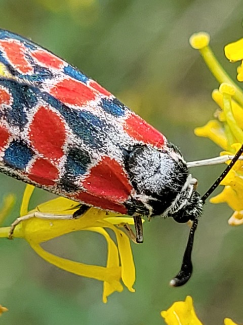Zygaena carniolica - fehérgyűrűs csüngőlepke
