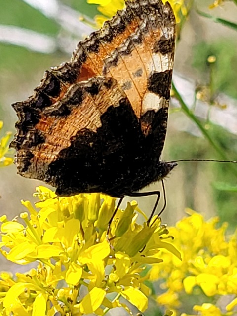 Nymphalis urticae - kis rókalepke